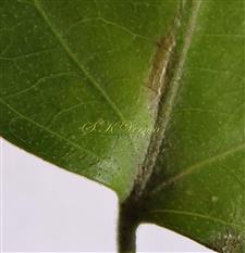  Basal part of Leaflet